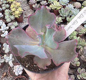 E. GIBB. CIA CIA SAN POTE 11