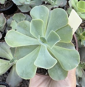 E. GIBB. TOPPER POTE 11