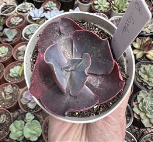 E. GIBB. CARLA POTE 9