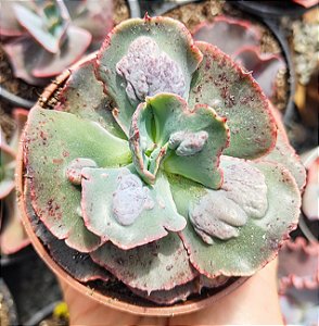 E. GIBB. ALHAMBRA POTE 9