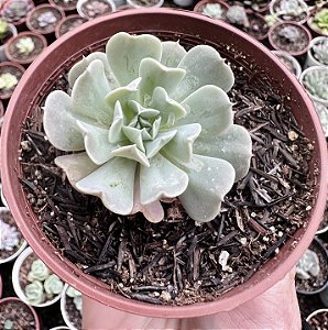 E. PINWHEEL  POTE 9