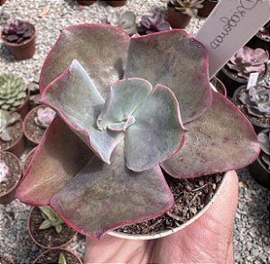 E. GIBB. DRAGONAS POTE 9
