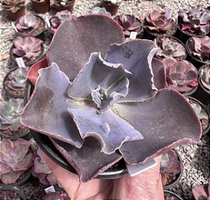 E. GIBB. ZIHE (CARÚNCULAS) POTE 11