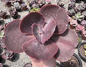E. GIBB. JAPÃO X MAHOGANY POTE 11
