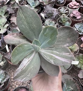 E. GIBB. GERMAN VAR. POTE 11