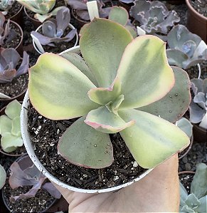 E. ROSE ROCK VAR. POTE 9