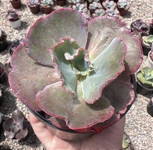 E. GIBB. ALONSA (CARÚNCULAS) POTE 11