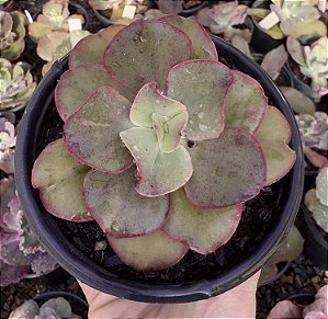 E. GIBB. KISSING POTE 9