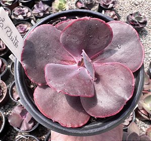 E. GIBB. PLUTO IMPORTADA POTE 11