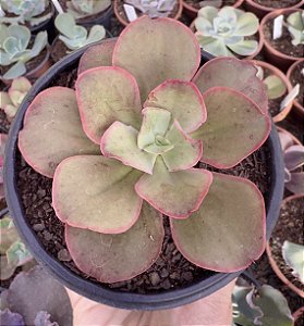 E. GIBB. KISSING POTE 9