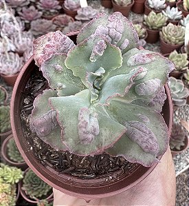 E. GIBB. MOON STONES POTE 9