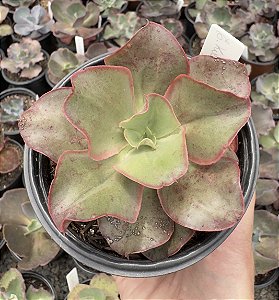 E. GIBB. KISSING POTE 11