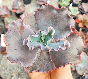 E. GIBB. MAUVE JADE POTE 11