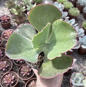 E. GIBB. HARRY BUTTERFIELD POTE 15