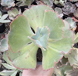 E. GIBB. HARRY BUTTERFIELD POTE 11