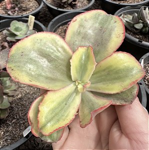 E. TORNADO VAR. SEM RAIZ