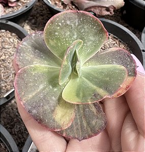 E. MERIDIAN VAR. SEM RAIZ