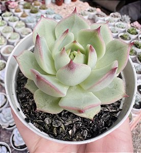 E. TIMBERKISS POTE 9