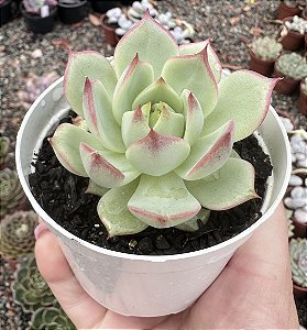 E. TIMBERKISS POTE 9