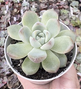 E. DIAMOND JENY POTE 9