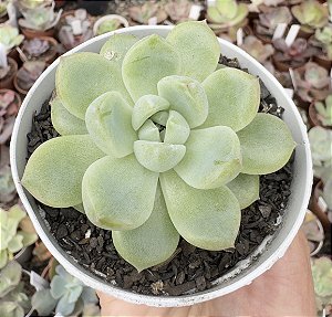 E. DIAMOND JENY POTE 9