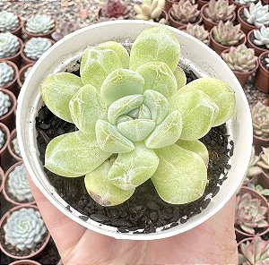 E. DIAMOND JENY POTE 9