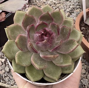 E. BLUE BERRY POTE 9