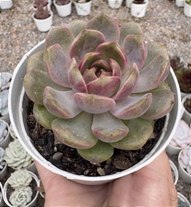 E. BLUE BERRY POTE 9