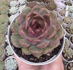 E. BLUE BERRY POTE 9