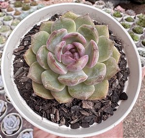 E. BLUE BERRY POTE 9