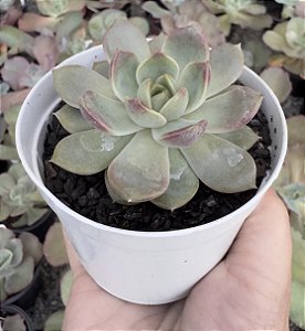 E. BLUE BERRY POTE 9