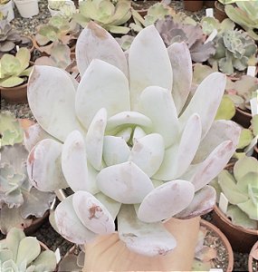 E. SNOW ANGEL WITH SUGAR HEART POTE 9