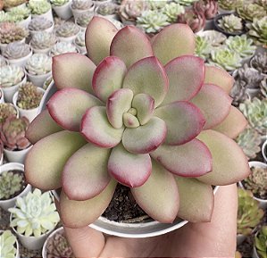 E. APPLE CANDY POTE 9