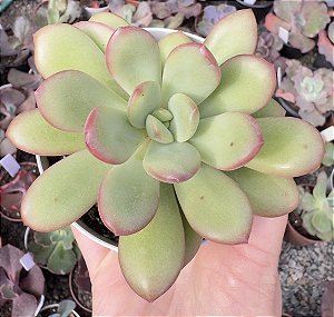 E. APPLE CANDY POTE 9