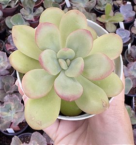 E. APPLE CANDY POTE 9