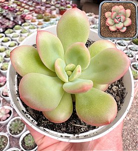 E. APPLE CANDY POTE 9
