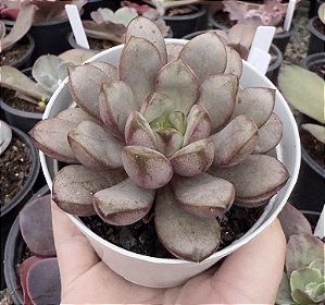 GRAP. AMETHORUM GRAPE (CHINA) POTE 9
