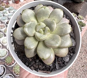 GRAP. AMETHORUM GRAPE (CHINA) POTE 9