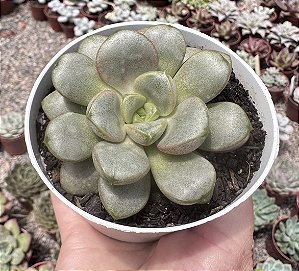 GRAP. AMETHORUM GRAPE (CHINA) POTE 9