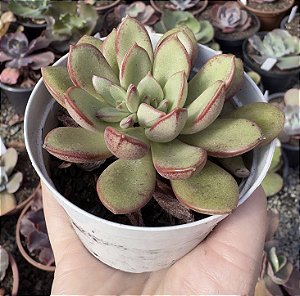 E. SERAPHINE POTE 9
