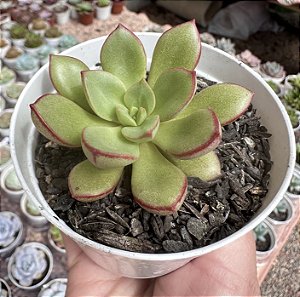 E. SERAPHINE POTE 9