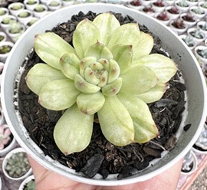 E. ICE ANGEL VAR. POTE 9