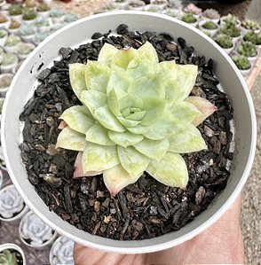 E. QUEEN ROSE VAR. POTE 9