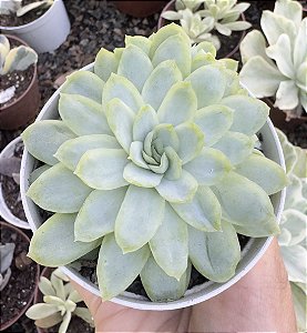 E. QUEEN ROSE VAR. POTE 9