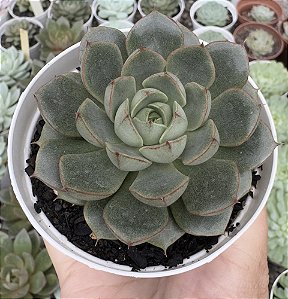 E. SPIRIT BLOSSOM POTE 9