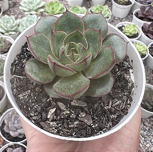 E. SPIRIT BLOSSOM POTE 9