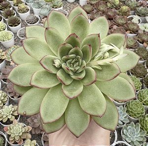 E. WILD SPEAR POTE 9
