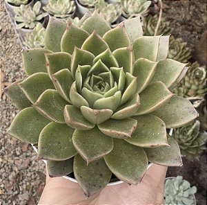 E. OCTOPUS POTE 9