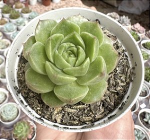 E. OCTOPUS POTE 9