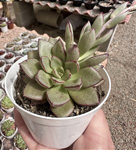 E. HB. MORANI X SUBCORYMBOSA (2) POTE 9